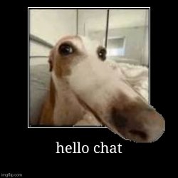 hello chat dog Meme Template