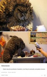 Owls are stupid Meme Template