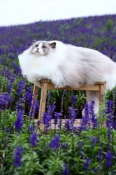 Fluffy Cat In Lavender Field Meme Template