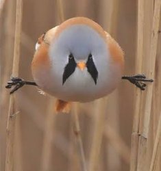 Bearded reedling 2 Meme Template