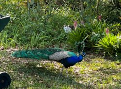 peacock Meme Template