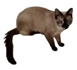 cat surfing Meme Template