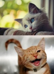 Sad cat happy cat Meme Template