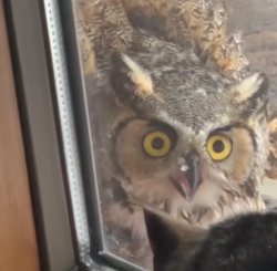 Owl Meme Template