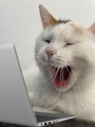 Cat scrolling through  Laptop Meme Template