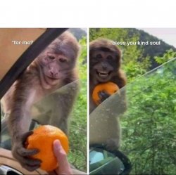 Monkey receiving Meme Template