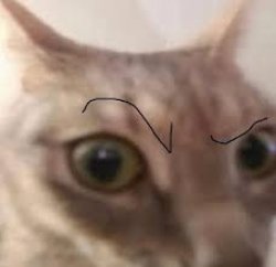 the rock cat Meme Template