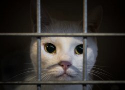 cat behind bars Meme Template