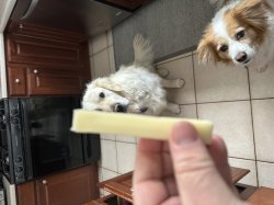 Two pups and a cheese stick Meme Template