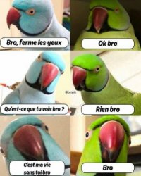 Parrot perruche bro Meme Template