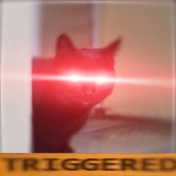 Cat, triggered Meme Template