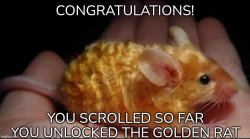 golden rat Meme Template