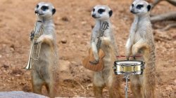 Meerkat standing Meme Template