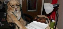 Dog don't want Meme Template