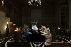cats Meme Template