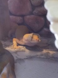 Lizard Meme Template