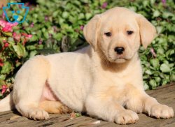 yELLOW lAB sHOT Meme Template