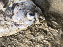 What the flip Meme Template