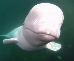 Beluga stare Meme Template