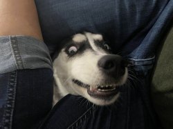 Funny Dog Meme Template