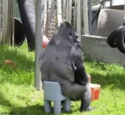 Gorilla on a comically smol chair Meme Template