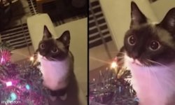 Christmas tree cat Meme Template