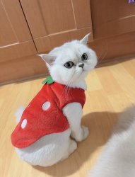 Reverse Strawberry Cat Meme Meme Generator Meme Template