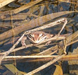 frog waiting Meme Template