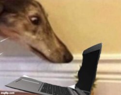 dog staring at computer Meme Template