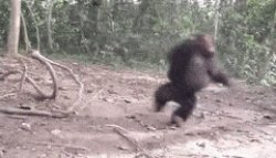 spinning monkey Meme Template