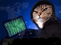 Cyber Hacker Cat Meme Template