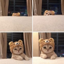 Cat With a Bear Hat Meme Template