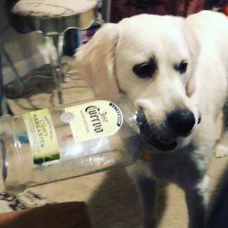 Tequila Party Pup Meme Template