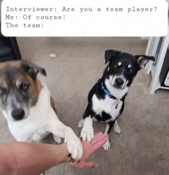 Dog team Meme Template