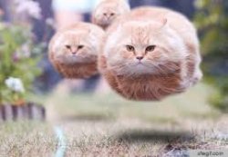 Flying Cats Meme Template