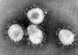 Corona Virus under Microscope Meme Template