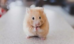 Hamster punch Meme Template