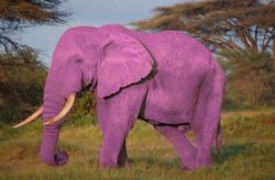 purple elephant Meme Template