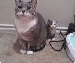 Mama and kitty Meme Template