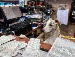 Dog concerned paper Meme Template