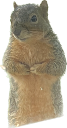 Squirrel Meme Template