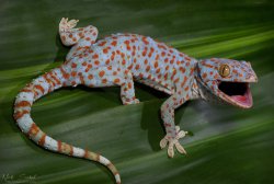 Tokay Gecko Meme Template