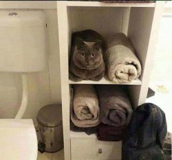 CAT PREDENTING TO BE A TOWEL Meme Template