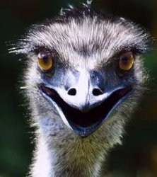 Creepy smiling emu Meme Template