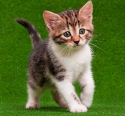 kitten Meme Template