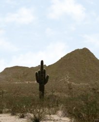 Cactus middle finger Meme Template