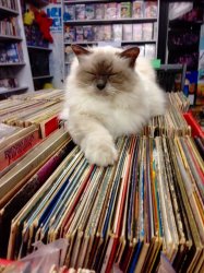 cat on top of vinyl records Meme Template