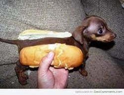 hotdog dog Meme Template