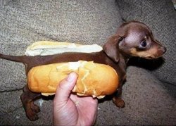 hot "dog" Meme Template