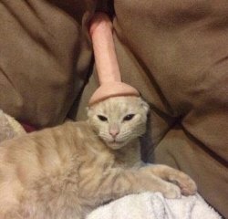 Dildo on cat Meme Template